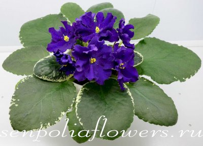 Фиалка ЛФ-Флагман ( Федосеева Л)