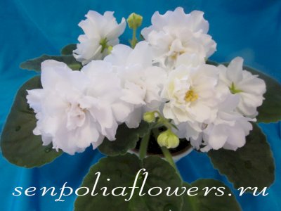 Фиалка ЛиК-Белая Колыбель (Лазаренко Г)