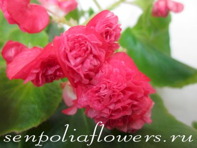 Бегония Вечноцветущая Малиновая