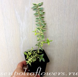 Мирт Мелколистный Вариегатный