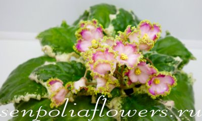 Фиалка НД-Вербена ( Данилова-Суворова Н) 2021г.