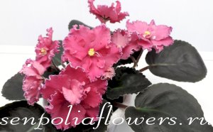 Фиалка НД-Клубничное Лето