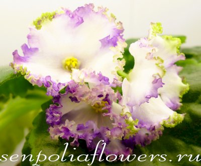 Фиалка НК-Вечная Молодость ( Козак Н) 2019г