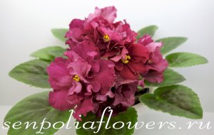 Фиалка НК-Кардинал ( Козак Н) 2019г