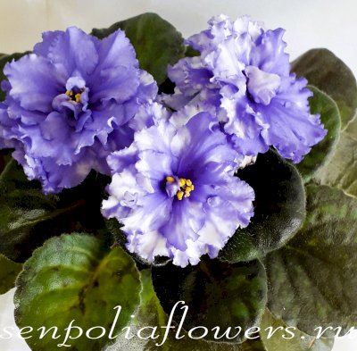 Фиалка НК-Синий Кит спорт 