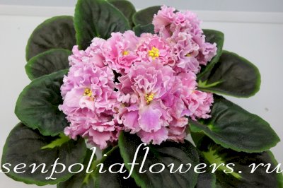 Фиалка НК-Счастье Есть! (Козак Н)