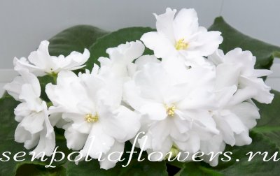 Фиалка НК-Элизиум ( Козак Н) 