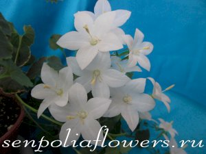 Кампанула Невеста Альба Alba