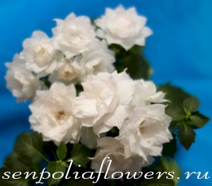 Кампанула Невеста Махровая (Doublin White- 1)