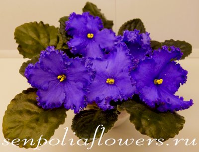 Фиалка ПТ-Вечер В Париже (Пугачёва Т.) 2017-2019 гг.