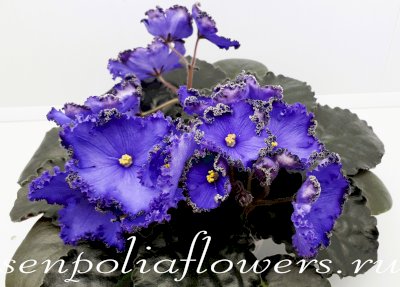 Фиалка ПТ-Главный Визирь (Пугачёва Т) 2017-2019 г