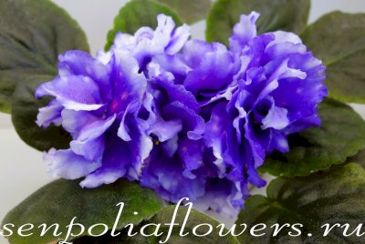 Фиалка ПТ-Гретель ( Пугачёва Т) 2020г