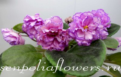 Фиалка ПТ-Джулия (Т.Пугачёва) 2018г