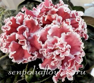 Фиалка ПТ-Елизавета (Пугачёва Т)