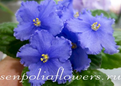 Фиалка ПТ-Океана (Пугачёва Т)