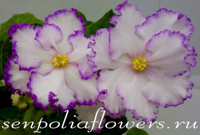 Фиалка ПТ-Первая Леди (Т. Пугачева)