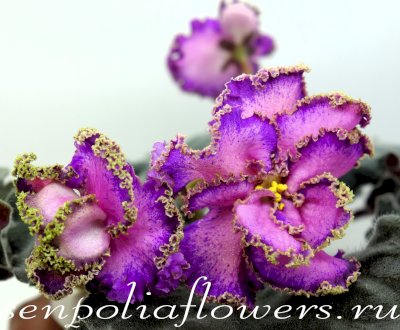 Фиалка ПТ-Принцесса Жасмин Люкс ( Пугачёва Т)