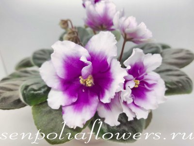 Фиалка ПТ-Сара Бернар ( Пугачёва Т) 2018г