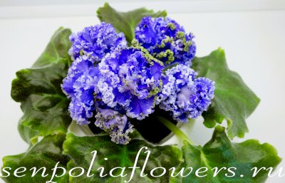 Фиалка ПТ-Соломоновы Острова Люкс ( Пугачёва Т) 