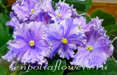 Фиалка Прошка