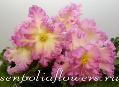 Фиалка РМ-Богиня Солнца (Скорнякова Н)