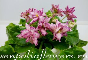 Фиалка РМ-Звезда Регул (Скорнякова Н) 2020г