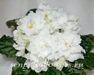 Фиалка РМ-Королевские Кружева (Скорнякова Н)