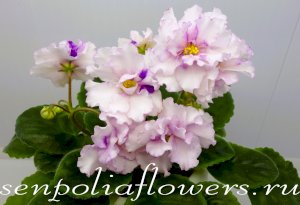 Фиалка РМ-София (Скорнякова Н)