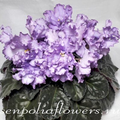 Фиалка РМ-Хрустальный Перезвон (Скорнякова Н)