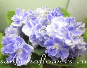 Фиалка РС-Аквамарин ( Репкина С)