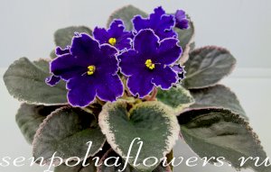 Фиалка РС-Бархат Ночи ( Репкина С) новинка 2019г