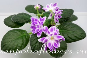 Фиалка РС-Вавилон ( Репкина С)