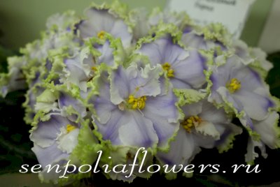 Фиалка РС-Изумрудный Город (Репкина С)