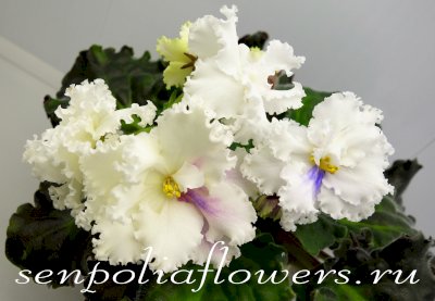 Фиалка РС-Ледяная Леди ( Репкина С)