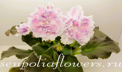 Фиалка РС-Салют Желаний (Репкина С)