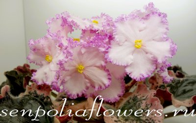 Фиалка РС-Фрейлина (Репкина С)