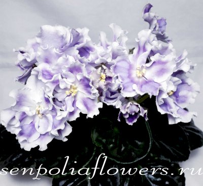 Фиалка РС-Холодная Сирень ( Репкина С)