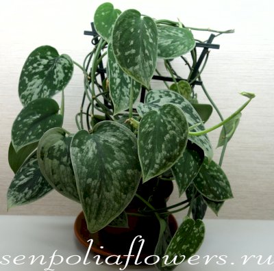 Сциндапсус Сильвер Энн Scindapsus Silver Ann