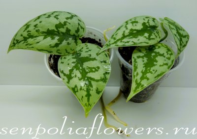 Сциндапсус Silver Lady 