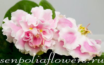 Фиалка ТФ-Мальвина ( Фурлетова Т) 2023г