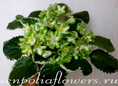 Фиалка Ф-Чистый Изумруд (Фиалковод) 2021г