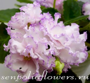 Фиалка Фея ( Дадоян Т)