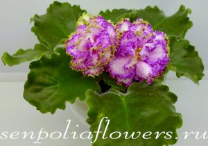 Фиалка Фея спорт