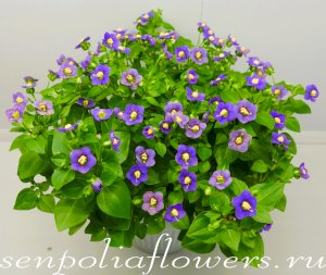 Экзакум Exacum Princess Deep Blue 