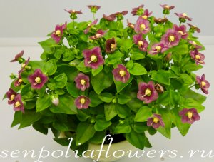 Экзакум Exacum Royal Dane Deep Rose 