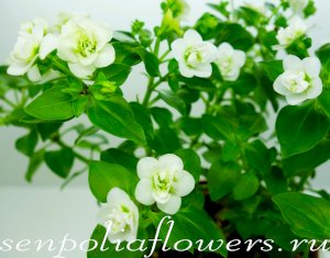 Экзакум Exacum белый махровый