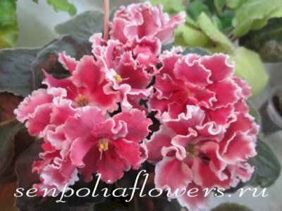 фиалка СМ-Ягодное Суфле (сеянец Морева)