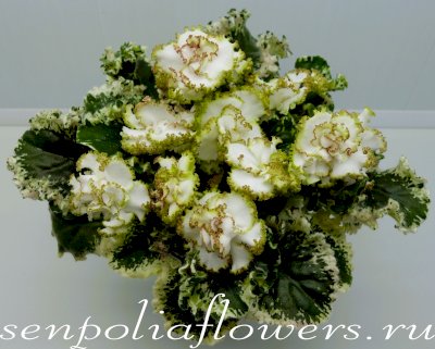 Фиалка Ян-Каприз ( Пуминова Н)