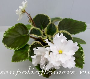 Фиалка Ян-Кияно (Пуминова Н)