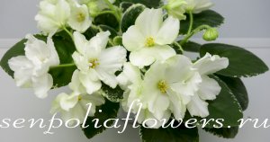 Фиалка Ян-Колье Ярославля ( Пуминова Н )